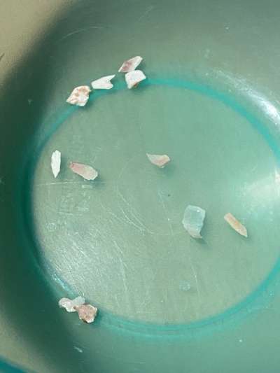 Rhodesian Ridgeback-Beitrag-Bild