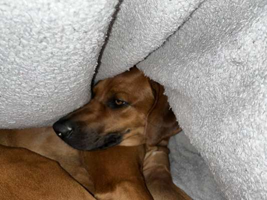 Rhodesian Ridgeback-Beitrag-Bild