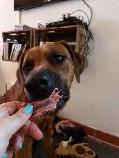 Rhodesian Ridgeback-Beitrag-Bild