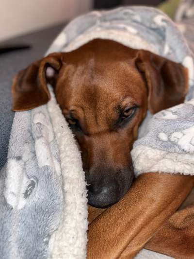 Rhodesian Ridgeback-Beitrag-Bild