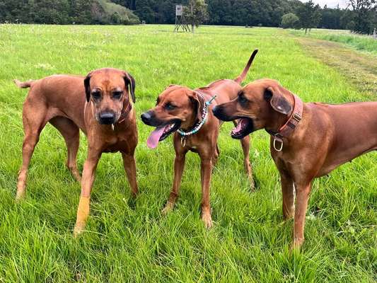 Rhodesian Ridgeback-Beitrag-Bild