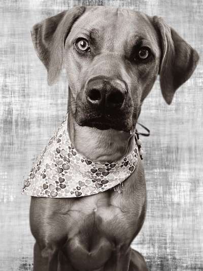 Rhodesian Ridgeback-Beitrag-Bild