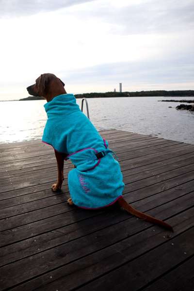 Rhodesian Ridgeback-Beitrag-Bild