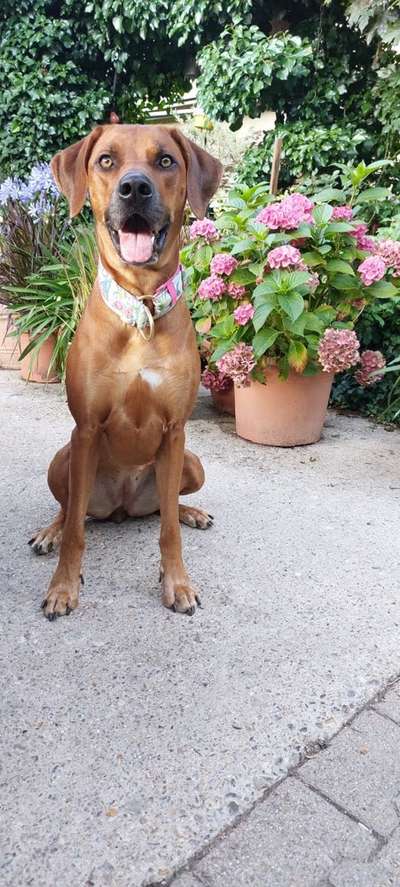 Rhodesian Ridgeback-Beitrag-Bild