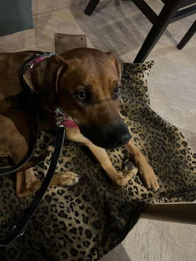 Rhodesian Ridgeback-Beitrag-Bild