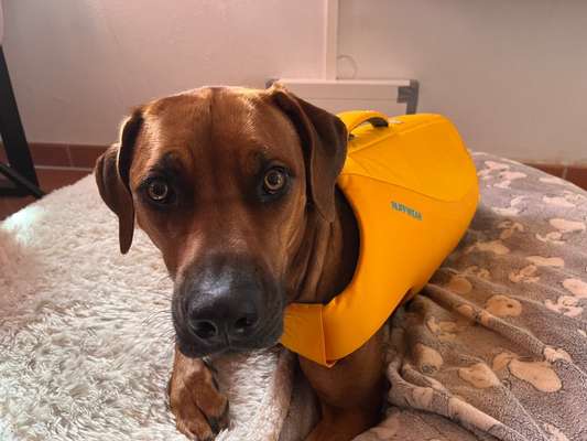 Rhodesian Ridgeback-Beitrag-Bild