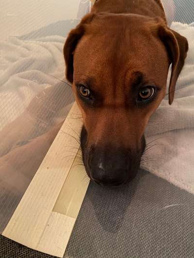 Rhodesian Ridgeback-Beitrag-Bild