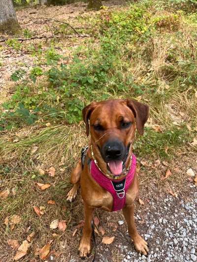 Rhodesian Ridgeback-Beitrag-Bild