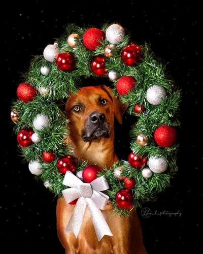 Rhodesian Ridgeback-Beitrag-Bild