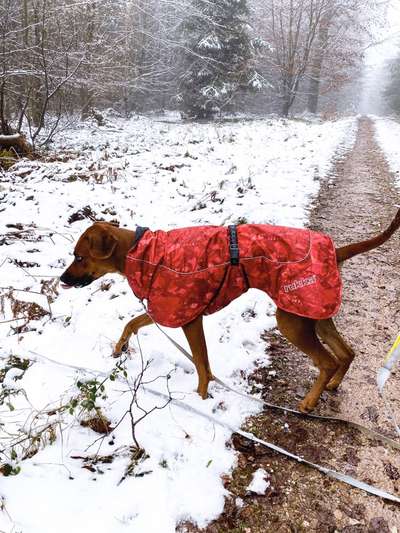 Rhodesian Ridgeback-Beitrag-Bild