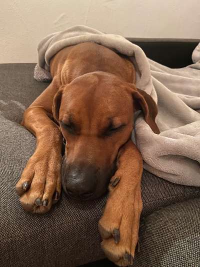 Rhodesian Ridgeback-Beitrag-Bild