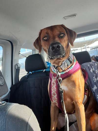 Rhodesian Ridgeback-Beitrag-Bild