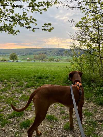 Rhodesian Ridgeback-Beitrag-Bild