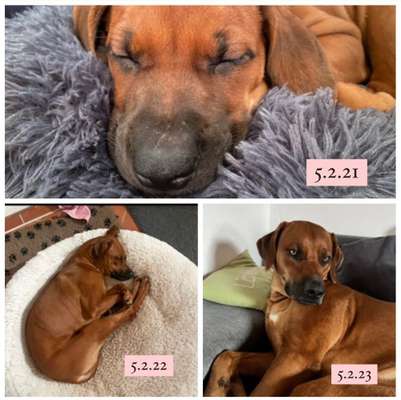 Rhodesian Ridgeback-Beitrag-Bild