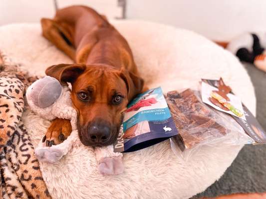 Rhodesian Ridgeback-Beitrag-Bild