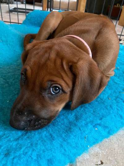 Rhodesian Ridgeback-Beitrag-Bild