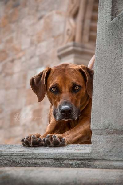 Rhodesian Ridgeback-Beitrag-Bild