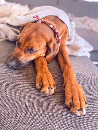 Rhodesian Ridgeback-Beitrag-Bild