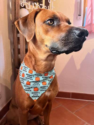 Rhodesian Ridgeback-Beitrag-Bild