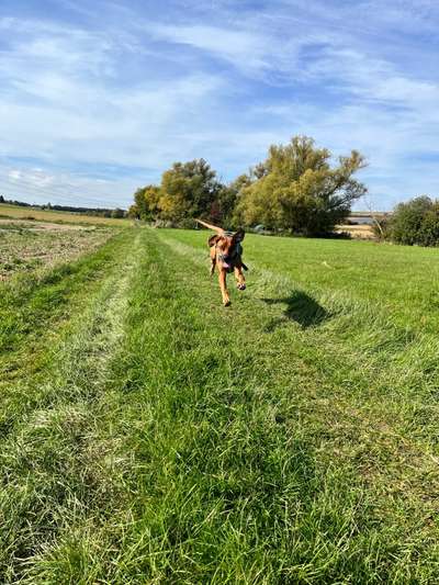 Rhodesian Ridgeback-Beitrag-Bild