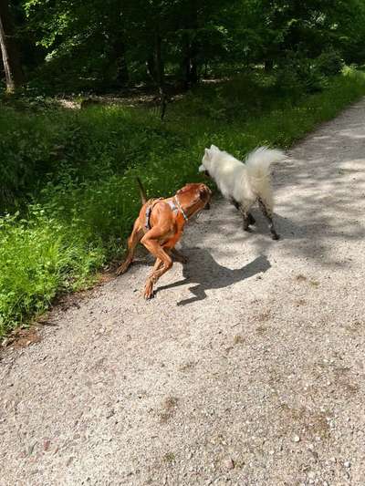 Rhodesian Ridgeback-Beitrag-Bild