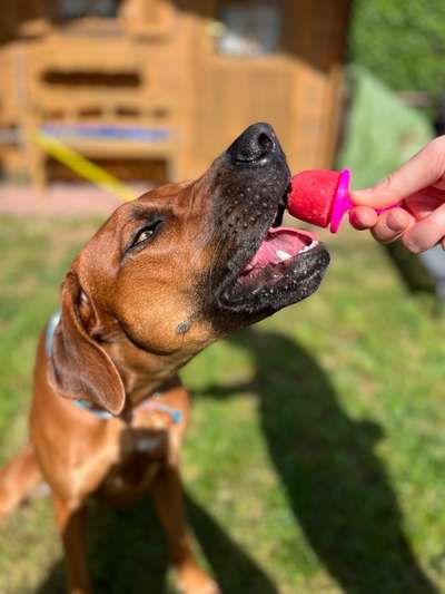Rhodesian Ridgeback-Beitrag-Bild
