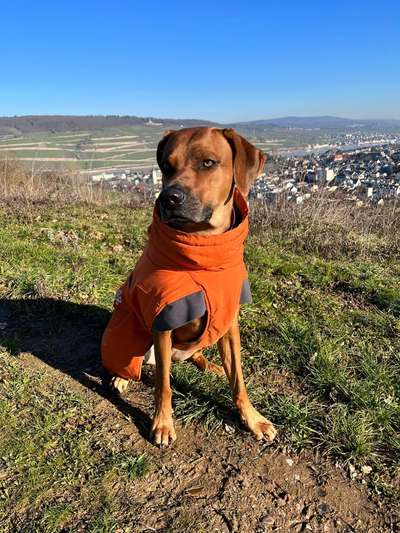 Rhodesian Ridgeback-Beitrag-Bild