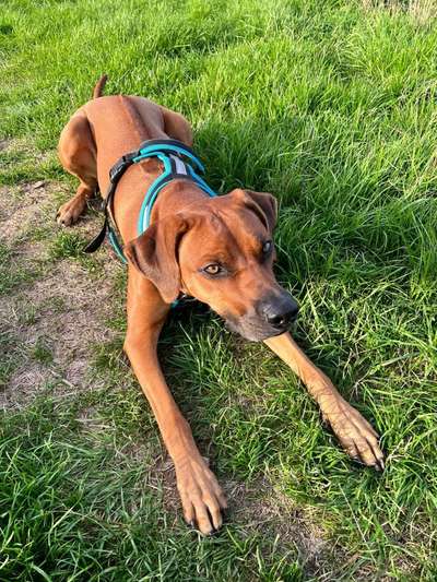 Rhodesian Ridgeback-Beitrag-Bild