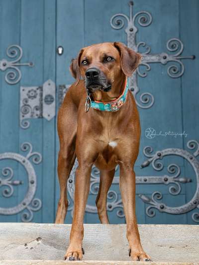 Rhodesian Ridgeback-Beitrag-Bild