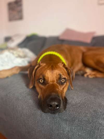 Rhodesian Ridgeback-Beitrag-Bild