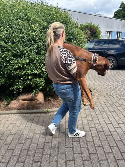 Rhodesian Ridgeback-Beitrag-Bild