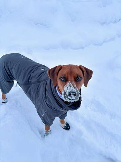 Rhodesian Ridgeback-Beitrag-Bild
