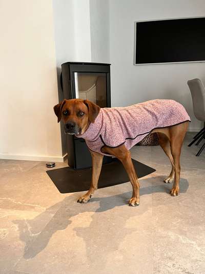 Rhodesian Ridgeback-Beitrag-Bild