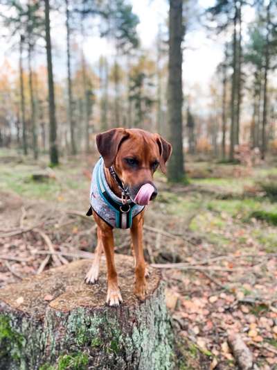 Rhodesian Ridgeback-Beitrag-Bild