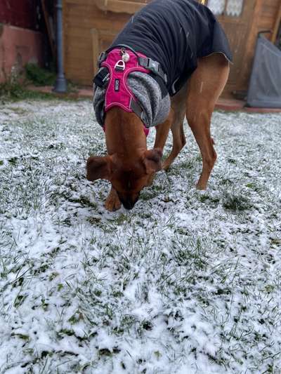 Rhodesian Ridgeback-Beitrag-Bild