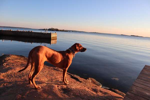 Rhodesian Ridgeback-Beitrag-Bild