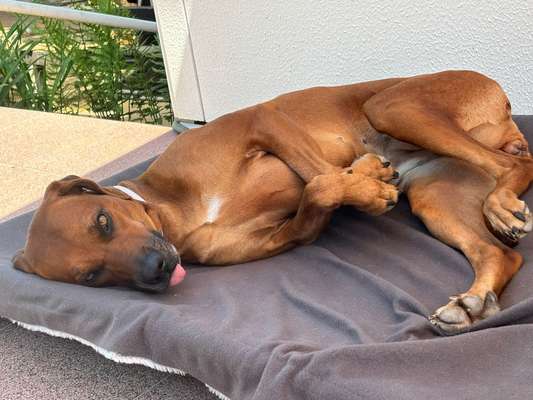 Rhodesian Ridgeback-Beitrag-Bild