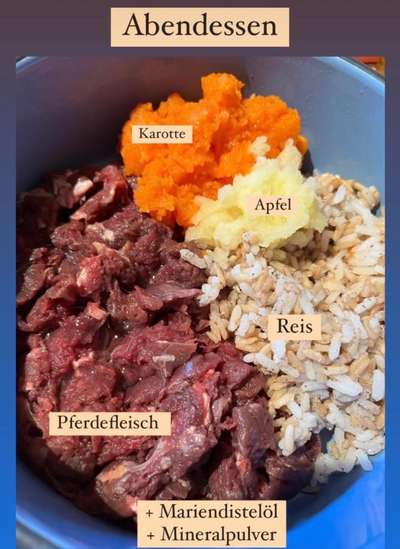 Rhodesian Ridgeback-Beitrag-Bild