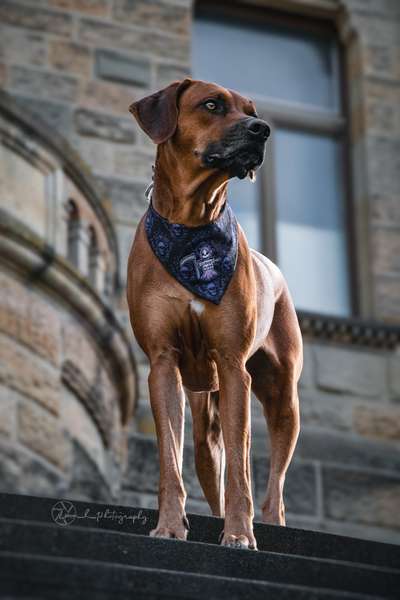 Rhodesian Ridgeback-Beitrag-Bild