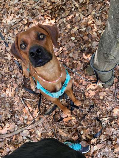 Rhodesian Ridgeback-Beitrag-Bild