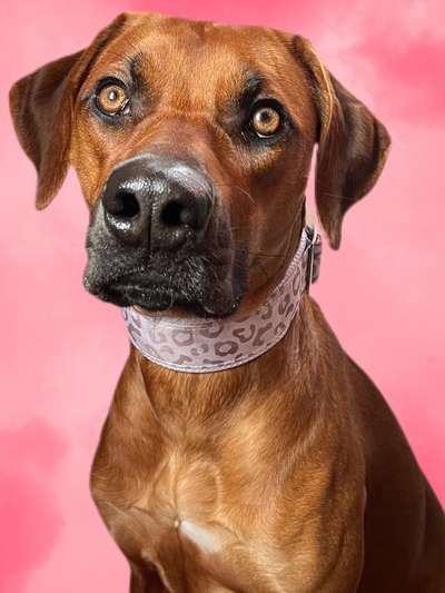 Rhodesian Ridgeback-Beitrag-Bild