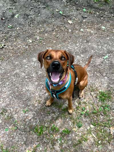 Rhodesian Ridgeback-Beitrag-Bild