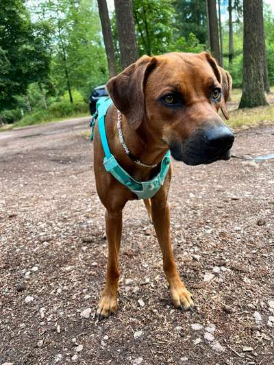 Rhodesian Ridgeback-Beitrag-Bild