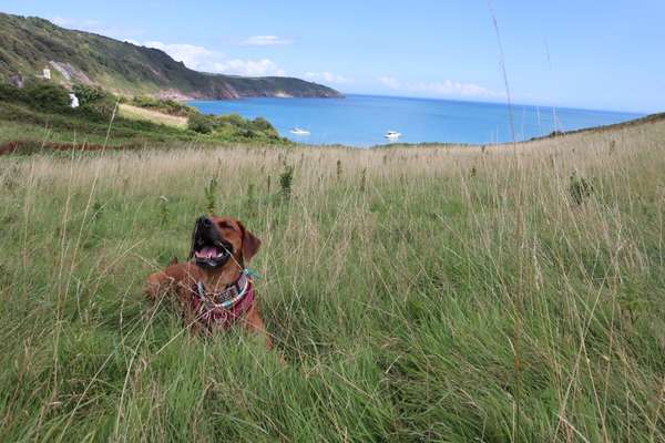 Rhodesian Ridgeback-Beitrag-Bild
