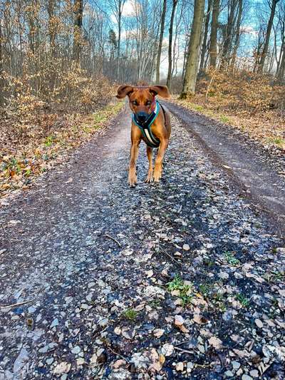 Rhodesian Ridgeback-Beitrag-Bild