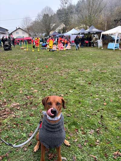 Rhodesian Ridgeback-Beitrag-Bild