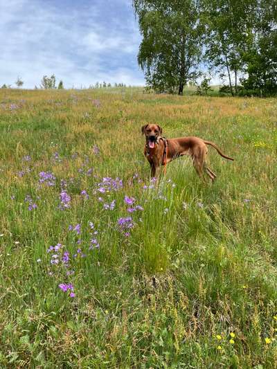 Rhodesian Ridgeback-Beitrag-Bild