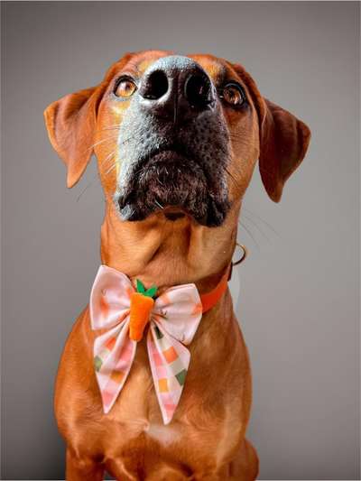 Rhodesian Ridgeback-Beitrag-Bild