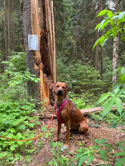 Rhodesian Ridgeback-Beitrag-Bild