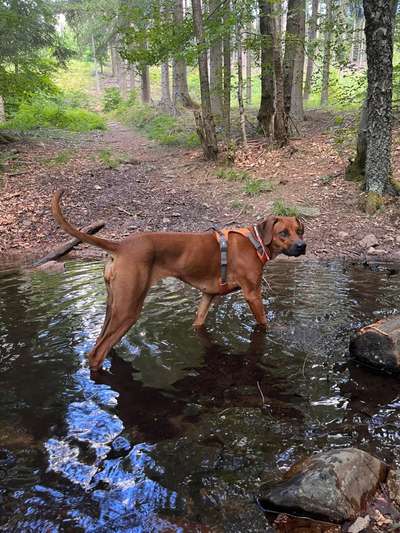 Rhodesian Ridgeback-Beitrag-Bild